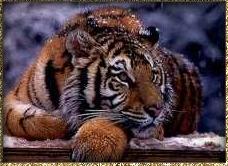 Beautiful - Pic of tiger