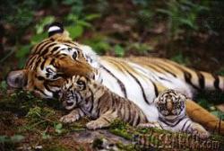 Cute - Tigers