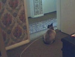 my cat - my cat my cat - my cat