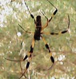 Banana Spider - Picture is of a Okinawa, japan Banana spider