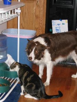 my dog and cat - tuckey and Brinkley