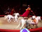 Circus Horses - Circus Horses