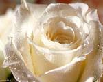 white rose - white rose