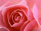 Pink Rose - Pink roses carry a connotation of grace and elegance, as well as sweetness and poetic romance.