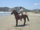 horse - We could even ride horses to the beach! 
