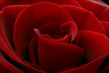 Red rose - rose