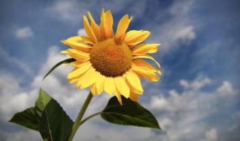 Sunflower - Sunflower