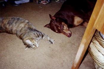 Cat and Dog - Cats and dogs can get along famously, especially if they are raised together from a young age.
This picture shows my Tabitha and Sebastian on the floor hanging out.