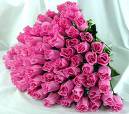 pink roses - I likepink roses