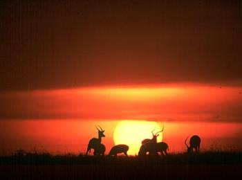 safari sunset - safari sunset