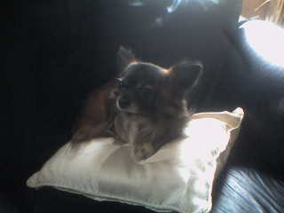 Mylittle Dog - I adore little Dogs and this here is my Baby the sweetest of the lot lol 