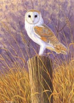 Tyto Alba - Barn Owl