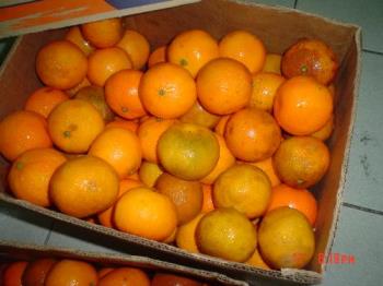 Oranges - Ponkans kiat-kiat