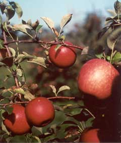 apples - The seeds are mildly poisonous, containing a small amount of amygdalin, a cyanogenic glycoside, but a large amount would need to be chewed to have any toxic effect [1].
Pesticide contamination is linked to an increasing number of diseases, and they are mostly found on the outside of fruits and vegetables. Washing or peeling before eating may reduce pesticide intake[2] but peeling will also reduce the intake of the beneficial nutrients.