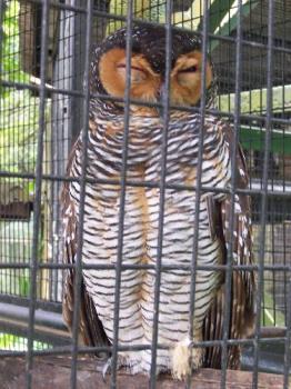 Owl - This picture was taken at the Kuala Lumpur Bird Park in Malaysia.