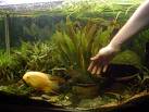 playing with fish - This photo shows a man playing with a fish in an aquarium