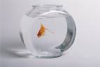 gold fish - This photo shows a gold fish in a beautiful glass pot which gives the trauma of nature