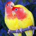 lovebirds - lovebirds