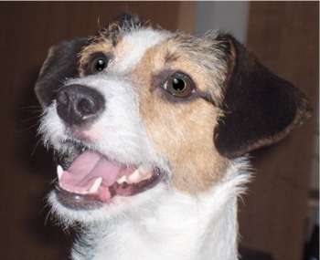 Nice Jack Russell!! - Lovely picture of a Jack Russell Terrier