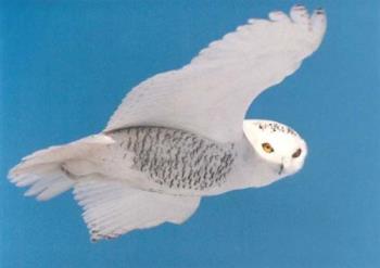 SNOWY OWL - SNOWY OWL