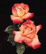 rose - Rose