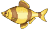fish - fish
