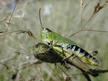 grass hopper - Insects