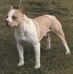 Pit bull dog - Pit bull dog, tan and white.