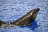 bottle nose dolphin - This is a picture of a cute bottle nosed dolphin,makes me so happy.