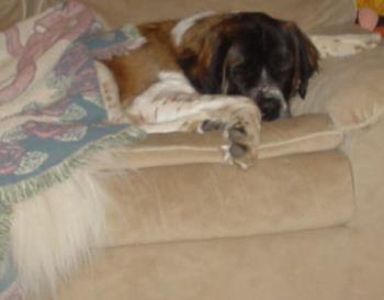 My Saint Bernard - my Saint sleeping on the couch.