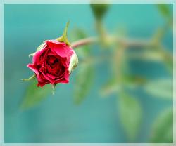 rose1 - rose