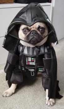 Dog Vader - a doggie dressed as Darth Vader