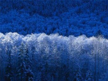 winter trees - beautiful blue tree