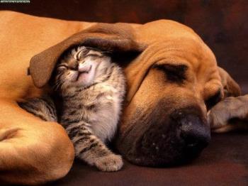 Dog and Cat -We&#039;re best friend of each other - Dog and Cat are the best friends of each other. A bomd of love.