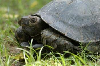 endangered hill tortoise - endangered hill tortoise found in north-east india