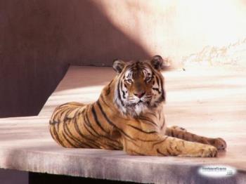 Tiger Lying Down - www.freenaturepictures.com - this is a picture of a tiger lying down.  it is beautiful isn&#039;t it.