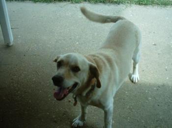 Patches - My Yellow (white) Lab. 6 years old.
