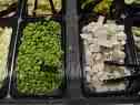 soy products - questioning whether soy products affect the gender and growth of human beings soy products - questioning whether soy products affect the gender and growth of human beings