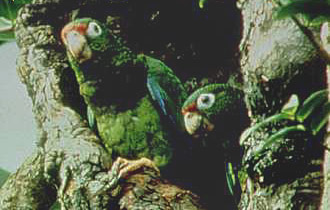 puerto rico parrots - parrots