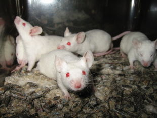 Lab mice - Some people have complained that testing pharmaceutical products on animals.  Mice have been used in laboratories for decades.  Their physical reactions to many chemicals are similar to human reactions.