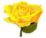 My favorite rose - I love yellow roses! My favorite rose - I love yellow roses!