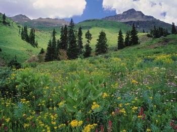 Alpine Meadow of Sneezeweed, Asters, Paintbrush, a - Alpine Meadow of Sneezeweed, Asters, Paintbrush, and Hellebore, Sneffels Range, Colorado Alpine Meadow of Sneezeweed, Asters, Paintbrush, a - Alpine Meadow of Sneezeweed, Asters, Paintbrush, and Hellebore, Sneffels Range, Colorado