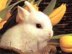 Rabbit - White Rabbit