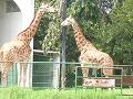 Giraffes - Photographed at Mysore Zoo