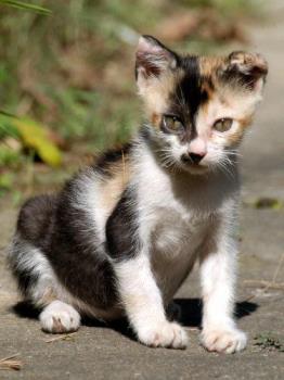 SUMI - Female kitten