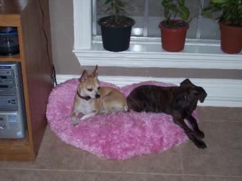 Bonzi and Iszzy - My pitbull and chihuahua.