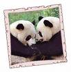 Panda Bears - Panda Bears are very adorable animals. I love going to the zoo just to see these beautiful bears.