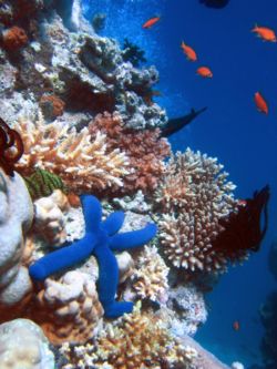 Great Barrier Reef - Star Fish on Coral