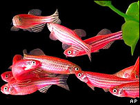 pet fish - pet fish pet fish - pet fish