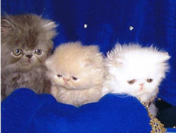 Persian Cat - Persian cat breeder....look how cute they are!!!